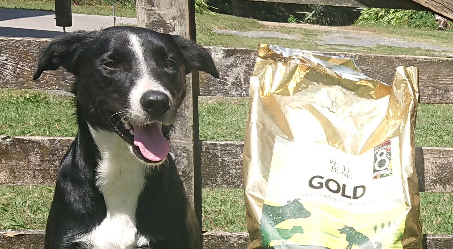Wishbone Stories: A glimpse into farmers and their working dogs’ lives ...